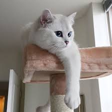 humans have tvs cats have windows http bit ly 2fqdgdw cats cutest cats ever cute cats