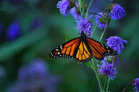 These vibrant flowers and plants provide nectar for butterflies and create a bold border for your yard. John S Butterfly Garden In Michigan Finegardening