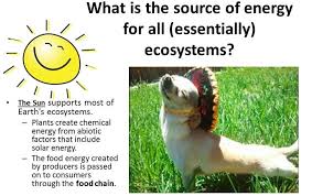 Maybe you would like to learn more about one of these? Photosynthesis And Cellular Respiration Scientist Cindy