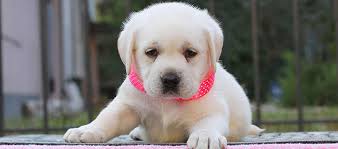 10 Popular Female Dog Names Explore labrador dog names for your yellow, chocolate or black lab, including famous names. 10 popular female dog names