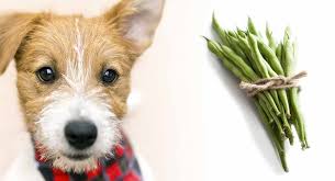 However, can dogs eat pork rinds? Can Dogs Eat Green Beans A Guide To Green Beans For Dogs