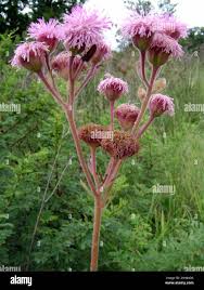 Image result for Campuloclinium macrocephalum