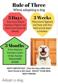 Check spelling or type a new query. Rule Of Three When Adopting A Dog 3 Days 3 Weeks Your New Dog Is They Have Figured Out They Will Live With You Start Trying To Figure Out Their New