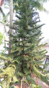Image result for Araucariaceae