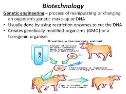 Although both have altered genomes, a transgenic organism is a. Biotechnology Genetic Engineering Process Of Manipulating Or Changing An Organism S Genetic Make Up Or Dna Usually Done By Using Restriction Enzymes Ppt Download