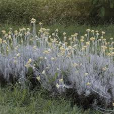 Image result for Helichrysum kirkii