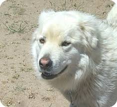 We did not find results for: Colorado Springs Co Alaskan Malamute Meet Kodah A Pet For Adoption