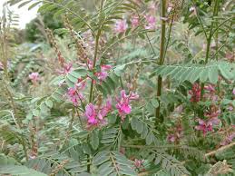 Image result for Indigofera monanthoides