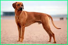 Ukurannya yang kecil membuat anjing cihuahua seringkali dibawa majikannya berpergian kemanapun dengan cara digendong ataupun didiorong dnegan kereta bayi. 12 Jenis Anjing Penjaga Terbaik Menjadi Teman Bagi Keluarga Dunia Fauna Hewan Binatang Tumbuhan Anjing Doberman Anjing Boxer Anjing Rottweiler