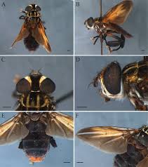 Image result for Terminalia trichopoda