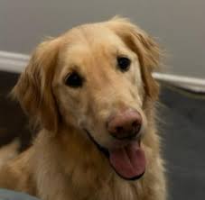 Getting a golden retriever puppy is no different. 5 Best Golden Retriever Rescues In Arizona 2021 We Love Doodles
