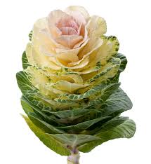 Check spelling or type a new query. Brassica Oleracea F1 Brassica Oleracea F1 Empire Agathana Evanthia
