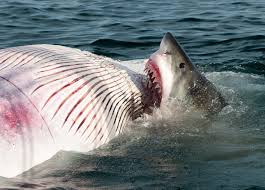 Discovery channel's shark week 2021 will feature more hours of shark programming than ever before, with added shark week programming jaws will air july 10 at 8 pm et/pt on discovery. Wicked Sharks Discovery To Air New Cape Cod Filmed Special For Shark Week 2020
