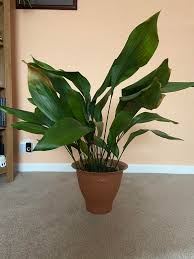 Image result for Aspidistra