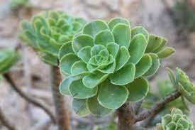 Tiene forma de barril y con areolas muy su nombre viene del florecimiento maravilloso y espectacular durante el invierno. Cactus Sin Espinas