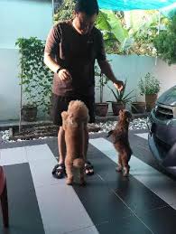 Selling pet food and equipment *cheap pet food,equipment. Penang Dog Boarding Prices Reviews Petbacker