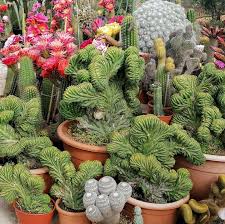 Keep checking the blog for more features, and don't forget to visit the garden generalist on instagram for. Cactus Shop Andreas Andreou Home Facebook