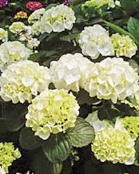 Forever And Ever And Ever And Ever And Ever Hydrangea Macrophylla White Ball Forever Ever White Out Hydrangea Plants List Of Flowers