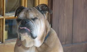 As of now we have may 4, 6, & 7 available for our local schools, but as you know, these spots fill up quickly. Jowly Martha Named World S Ugliest Dog Egypttoday