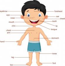 Resultado de imagen para imagenes de niños para. Poster Para Ninos Y Ninas Con Las Partes Del Cuerpo En Ingles Listos Para Imprimir Imagenes Educativas