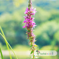 Image result for Uraria