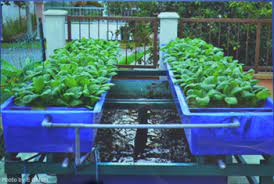 Seafdec Aqd Trainee Shares Knowledge On Aquaponics Seafdec Aqd