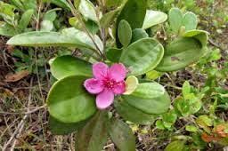 Image result for dÄ‘á»“i sim