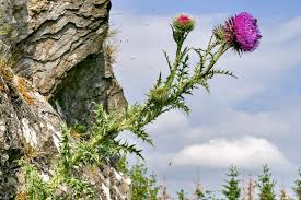 Image result for Carduus