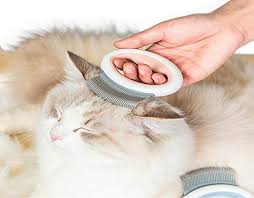 Matted fur is a condition that occurs mostly in longhaired cats when their fur becomes knotted and entangled. Mjems Pet Hair Removal Comb Shedding Brush Effective Removing Matted Fur Knots And Tangles Grooming Massage Tool For Short Long