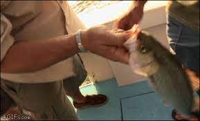 Check spelling or type a new query. It S Just A Fish Isopod Wtf
