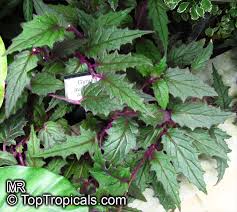 Image result for Gynura scandens