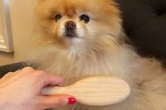 The 11 Best Dog Brushes of 2025