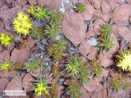 Sedum hakonense 'chocolate ball' is a moderate growing groundcover plant, perennial plant and succulent plant that can be grown in usda plant hardiness zones 4a through 9b. Sedum Hakonense Chocolate Ball