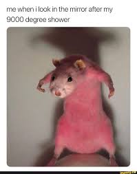 Me When I Look In The Mirror After My 9000 Degree Shower Ifunny Funny Pictures Animal Memes Funny Animal Memes
