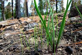 We did not find results for: How To Harvest Wild Onion Gathering Edible Wild Onions Hank Shaw