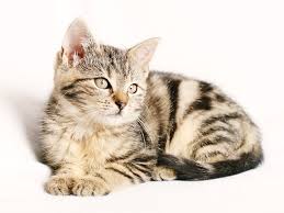 ‪Cat Lifespan: What Every Cat Parent Needs To Know | Supertails‬‏