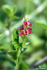 Image result for Alysicarpus