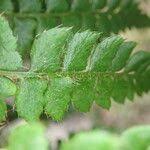 Image result for Polystichum sinense