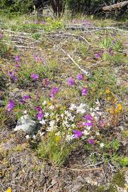Broadcast the seeds and cover with about three millimeters of soil. How To Grow Baby S Breath Gypsophila Gardener S Path