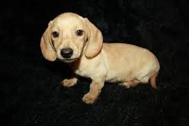 In my experience, my short haired has much more of a stereotypical dachshund demeanor. Blonde Short Haired Dachshund Puppy Omg 3 Short Haired Dachshund Blonde Dachshund Dachshund Puppy