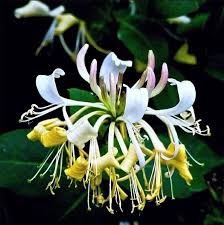 Image result for Lonicera