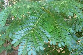 Image result for Samanea saman