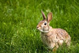 How long do pet rabbits live? Should I Take Care Of Wild Rabbits Should I Get Rabbits Rabbits