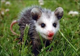 More spanish words for possum. Opossum Possum In Spanish