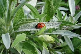 The store sells hundreds of different silk flowers and fake plants, plus dried flowers and grasses—real plants that have been dried out and preserved so that they no longer require any care. Sage Planting Growing And Harvesting Sage Herb The Old Farmer S Almanac