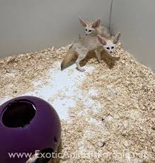 6 males and 2 females genders listed on photos mother is a silver fox and father is a new zealand white very friendly. Foxes For Sale