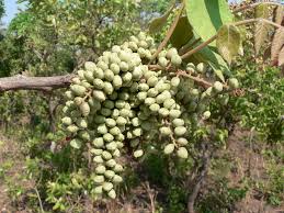 Image result for Lannea discolor