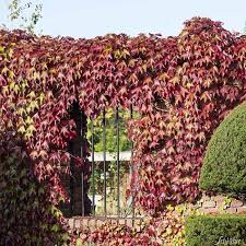 Selbstklimmender Wilder Wein Winterharte Kletterpflanzen Kletterpflanzen Winterharte Pflanzen