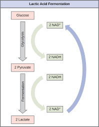 What was the most favorable condition for. Fermentation Biology I