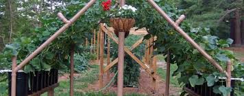 This easy, homemade cucumber trellis design maximizes space, and makes harvesting a breeze! Need A Garden Trellis Diy One With Pvc Pipes